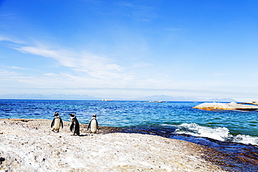 Penguins (Spheniscus demersus), Boulders Beach, Cape Town, Western Cape, South Africa, Africa