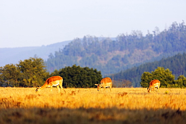 Female impala (Aepyceros melampus), Mlilwane Wildlife Sanctuary, Swaziland, Africa