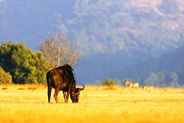 Blue wildebeest (Connochaetes taurinus), Mlilwane Wildlife Sanctuary, Swaziland, Africa