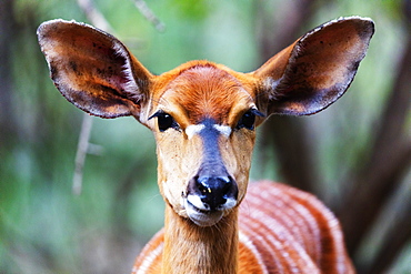 Female Nyala (Tragelaphus angasii), Mkhaya Game Reserve, Swaziland, Africa