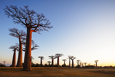 Allee de Baobab (Adansonia), at sunrise, western area, Madagascar, Africa