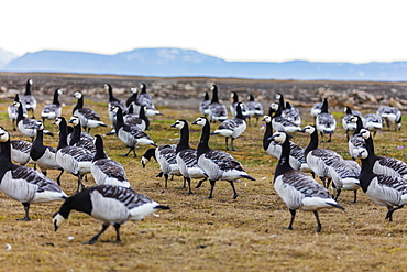 Barnacle goose (Branta leucopsis), Spitsbergen, Svalbard, Arctic, Norway, Europe