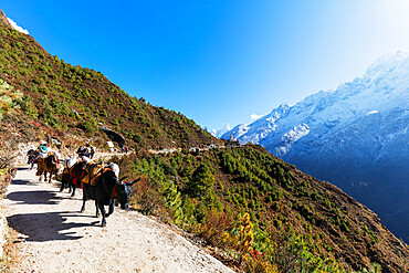 Yak on the Everest base camp trail, Sagarmatha National Park, UNESCO World Heritage Site, Khumbu Valley, Nepal, Himalayas, Asia