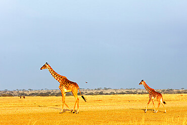 Giraffe (Giraffa camelopardalis), Serengeti National Park, UNESCO World Heritage Site, Tanzania, East Africa, Africa