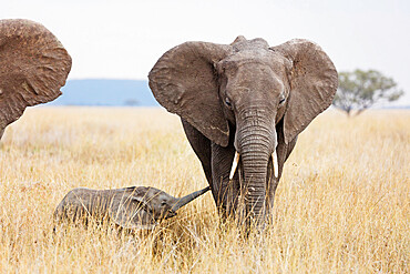 Baby African elephant and mother (Loxodonta africana), Serengeti National Park, UNESCO World Heritage Site, Tanzania, East Africa, Africa