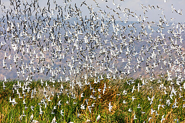 Flock of birds in flight, Lake Manyara National Park, Tanzania, East Africa, Africa