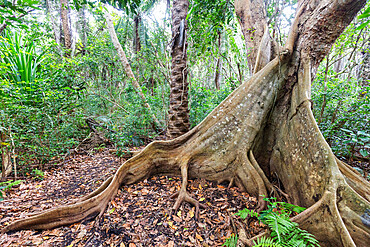 Banyan tree (Curtain fig tree) (Ficus microcarpa), Jozani Forest, Jozani Chwaka Bay National Park, Island of Zanzibar, Tanzania, East Africa, Africa