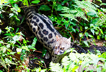 Serval wild cat (Leptailurus serval), Kilimanjaro National Park, UNESCO World Heritage Site, Tanzania, East Africa, Africa