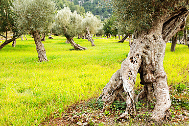 Olive tree trunks, Soller, Majorca, Balearic Islands, Spain, Mediterranean, Europe