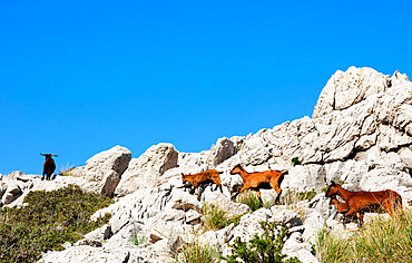 Goats, Majorca, Balearic Islands, Spain, Mediterranean, Europe