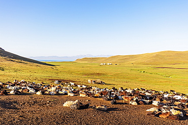 Sheep at Songkol Lake, Kyrgyzstan, Central Asia, Asia