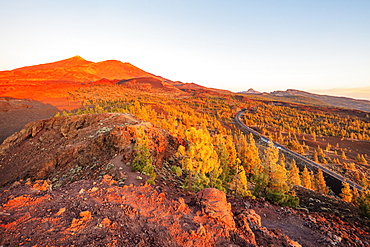 Conifer forest below Pico del Teide, 3718m, highest mountain in Spain, Teide National Park, UNESCO World Heritage Site, Tenerife, Canary Islands, Spain, Atlantic, Europe