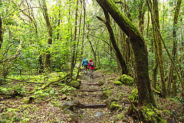 Rainforest in Garajonay National Park, UNESCO World Heritage Site, La Gomera, Canary Islands, Spain, Atlantic, Europe