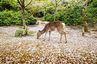 Wild deer and cherry blossom, Miyajima Island, Hiroshima Prefecture, Honshu, Japan, Asia