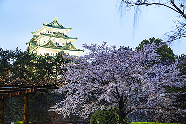 Cherry blossom at Nagoya Castle, Nagoya, Aichi Prefecture, Honshu, Japan, Asia