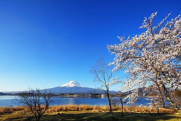 Cherry blossom, Mount Fuji, 3776m, UNESCO World Heritage Site, and Kawaguchiko lake, Yamanashi Prefecture, Honshu, Japan, Asia