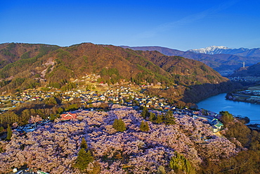 Cherry blossom at Takato castle, Takato, Nagano Prefecture, Honshu, Japan, Asia