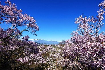 Cherry blossom, Takato, Nagano Prefecture, Honshu, Japan, Asia