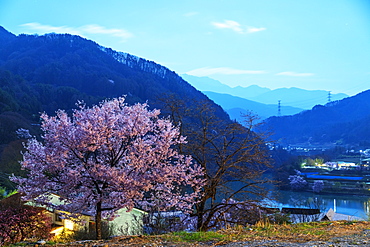 Cherry blossom, Takato, Nagano Prefecture, Honshu, Japan, Asia