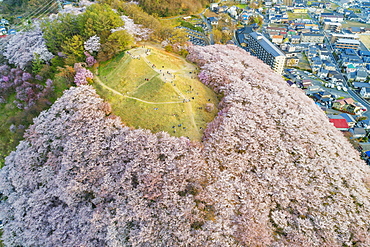 Cherry blossom at Koboyama, Matsumoto, Nagano Prefecture, Honshu, Japan, Asia