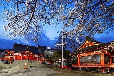 Spring cherry blossoms, Hanazono Shrine, Shinjuku, Tokyo, Japan, Asia