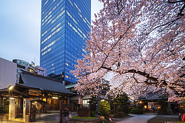 Spring cherry blossoms, Joenji Temple, Shinjuku, Tokyo, Japan, Asia