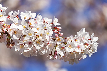 Spring cherry blossoms, Asakusa, Tokyo, Japan, Asia