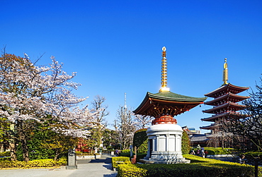 Spring cherry blossom, Sensoji Temple, Asakusa, Tokyo, Japan, Asia