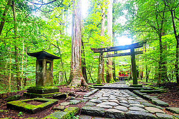 Kitano Shrine torii gate, Nikko, UNESCO World Heritage Site, Tochigi prefecture, Honshu, Japan, Asia