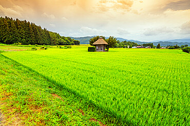 Aragami jinja shrine in a field of canola, Tono City, Iwate prefecture, Tohoku, Honshu, Japan, Asia