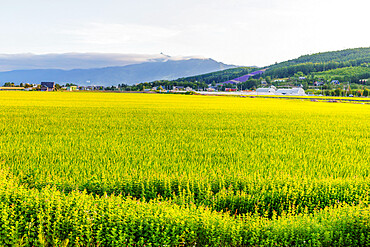 Rice fields, Furano, Hokkaido, Japan, Asia