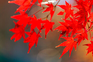 Autumn leaves, Kyoto, Kansai, Japan, Asia