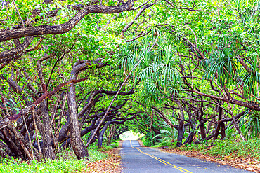 Big Island, Hawaii, United States of America, North America