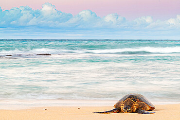 Greenback turtle (Chelonia mydas) on Baldwin Beach, Maui Island, Hawaii, United States of America, North America