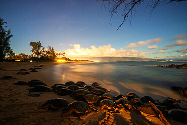 Greenback turtles (Chelonia mydas) on Baldwin Beach, Maui Island, Hawaii, United States of America, North America