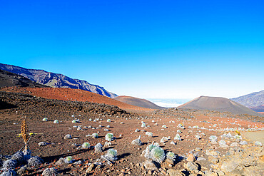 Volcanic landscape, Hawaii silversword (Argyroxiphium sandwicense) endemic, Haleakala National Park, Maui Island, Hawaii, United States of America, North America