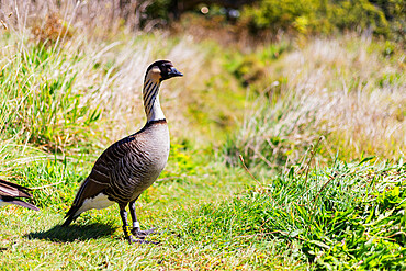 Nene (Branta sandvicensis) endemic Hawaiian goose, Haleakala National Park, Maui Island, Hawaii, United States of America, North America