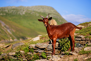 Goat, Savoie, Auvergne Rhone-Alpes, France, Europe