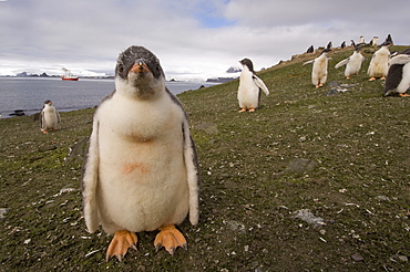 Gentoo penguin, Aitcho Island, South Shetland Islands, Antarctica, Polar Regions