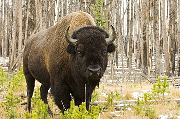 Bison, Yellowstone National Park, UNESCO World Heritage Site, Wyoming, United States of America, North America