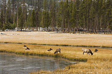 Elk, Firehole River, Yellowstone National Park, UNESCO World Heritage Site, Wyoming, United States of America, North America