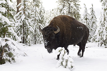 Bison, Yellowstone Lake area, Yellowstone National Park, UNESCO World Heritage Site, Wyoming, United States of America, North America