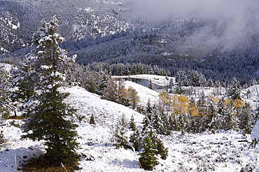 Yellowstone National Park, UNESCO World Heritage Site, Wyoming, United States of America, North America