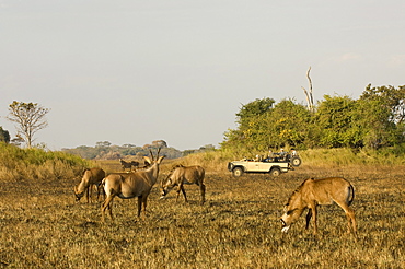 Roan antelope, Busanga Plains, Kafue National Park, Zambia, Africa