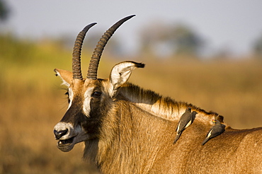 Roan antelope and two oxpeckers, Busanga Plains, Kafue National Park, Zambia, Africa