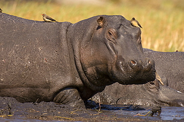 Hippopotamus (Hippopotamus amphibius), Busanga Plains, Kafue National Park, Zambia, Africa