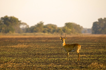 Puku (Kobus vardonii), Busanga Plains, Kafue National Park, Zambia, Africa