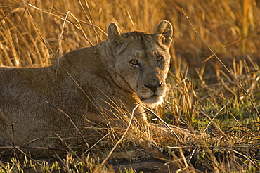 Lioness, Busanga Plains, Kafue National Park, Zambia, Africa