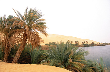 Palm trees and lake, Erg Ubari, Sahara Desert, Fezzan, Libya, North Africa, Africa