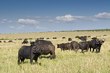 Cape buffalo (Syncerus caffer), Masai Mara National Reserve, Kenya, East Africa, Africa